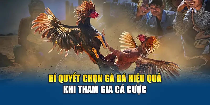 Bí quyết chọn gà đá hiệu quả khi tham gia cá cược