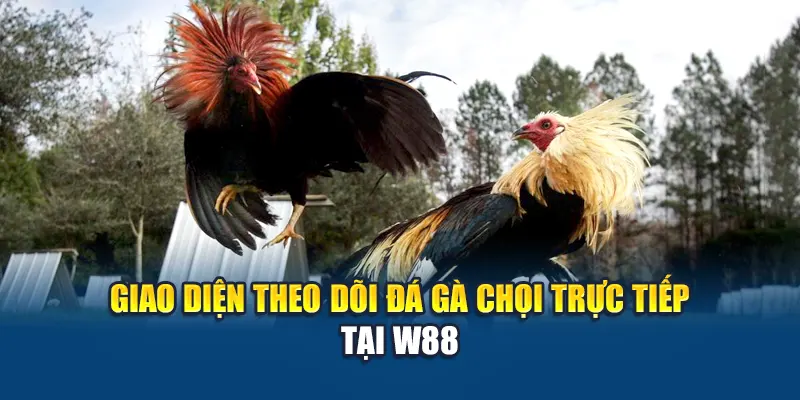 Giao diện theo dõi đá gà chọi trực tiếp tại W88