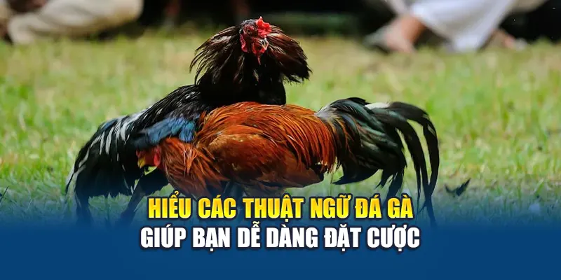 Hiểu các thuật ngữ đá gà giúp bạn dễ dàng đặt cược