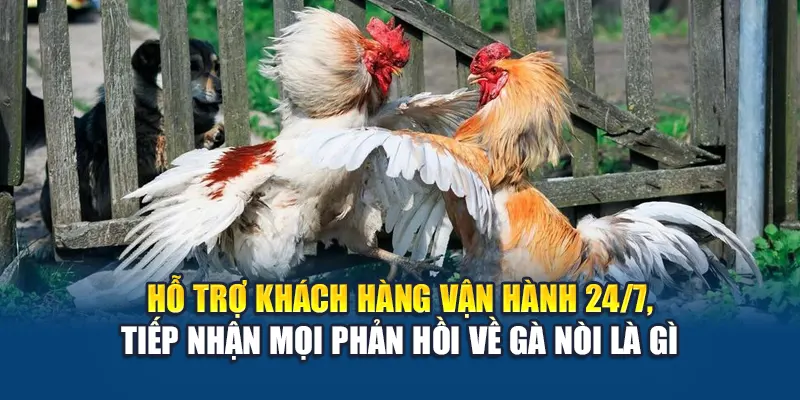 Hỗ trợ khách hàng vận hành 24/7, tiếp nhận mọi phản hồi về gà nòi là gì