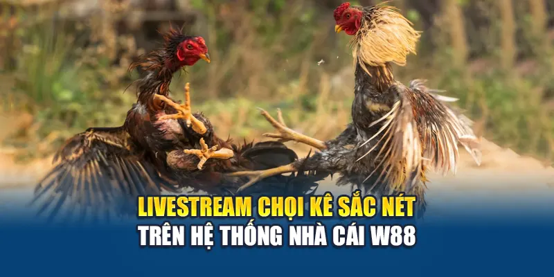 Livestream chọi kê sắc nét trên hệ thống nhà cái W88