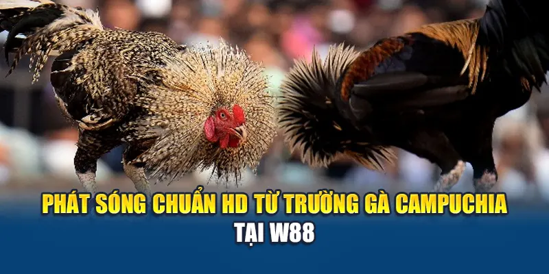 Phát sóng chuẩn HD từ trường gà Campuchia tại W88