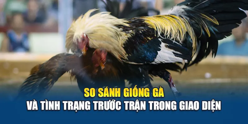So sánh giống gà và tình trạng trước trận trong giao diện