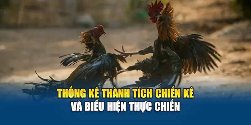 Thống kê thành tích chiến kê và biểu hiện thực chiến